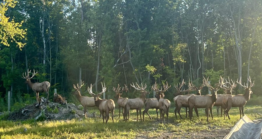 Elk in winter