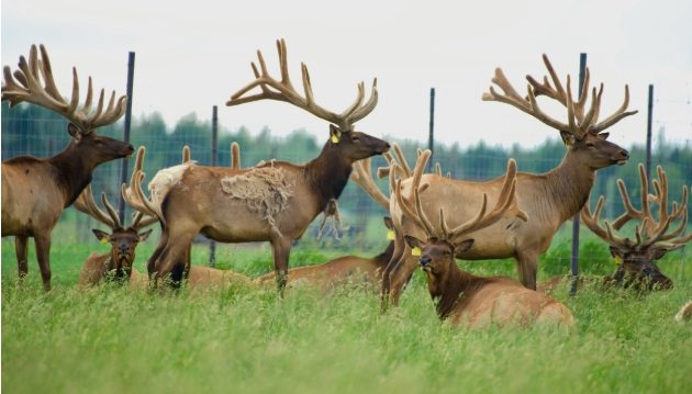 Événements AÉWQ