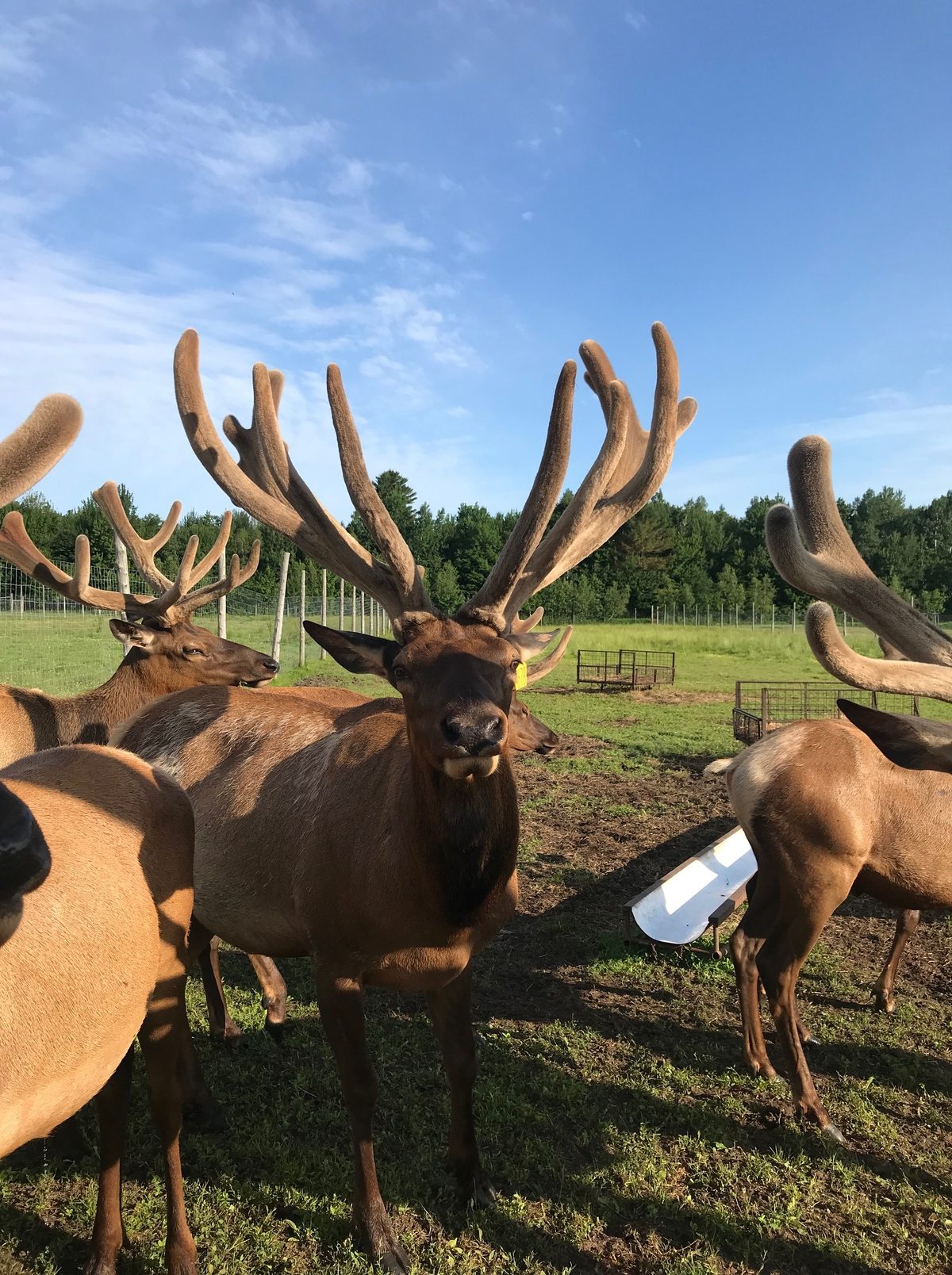 Troupeau de wapitis / Elk herd